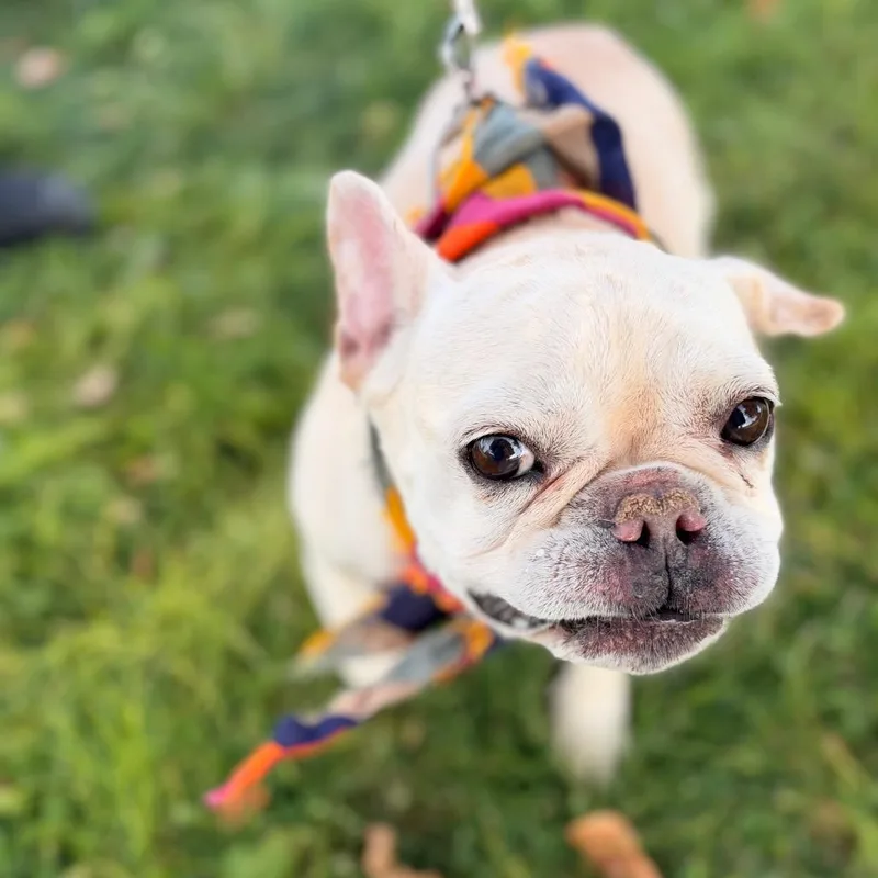 Marley Jane thumbnail 4