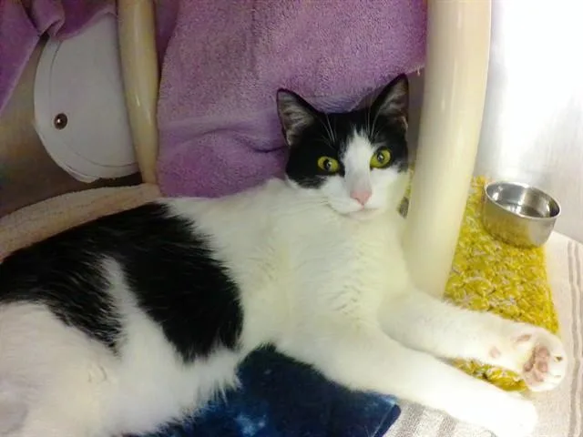 A young medium-sized female Domestic Short Hair cat named Magnolia for adoption in Omaha, NE