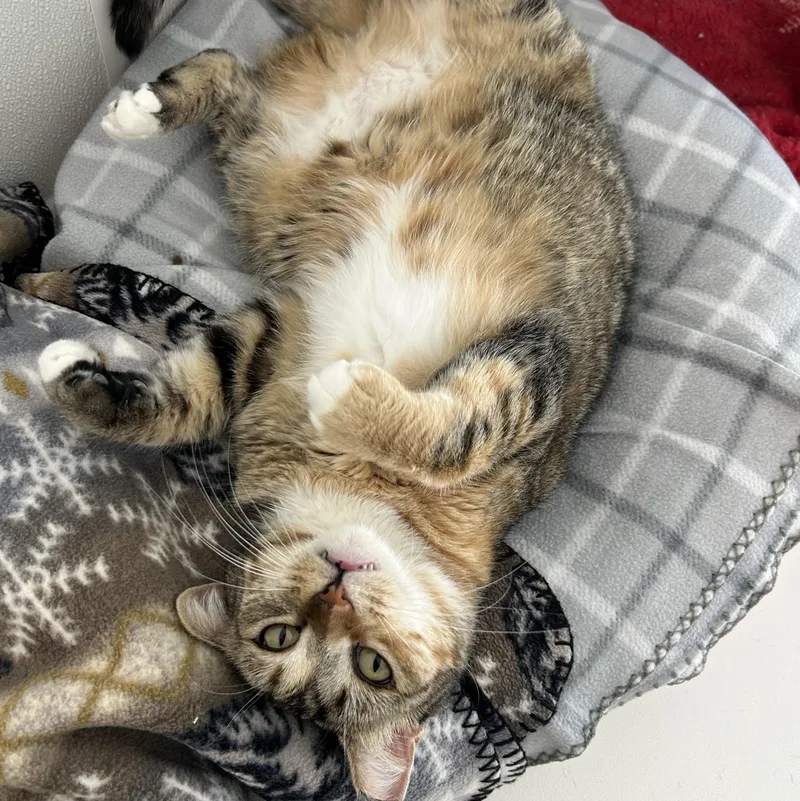 An adult medium-sized female Torbie Domestic Short Hair cat named Aura for adoption in El Cajon, CA