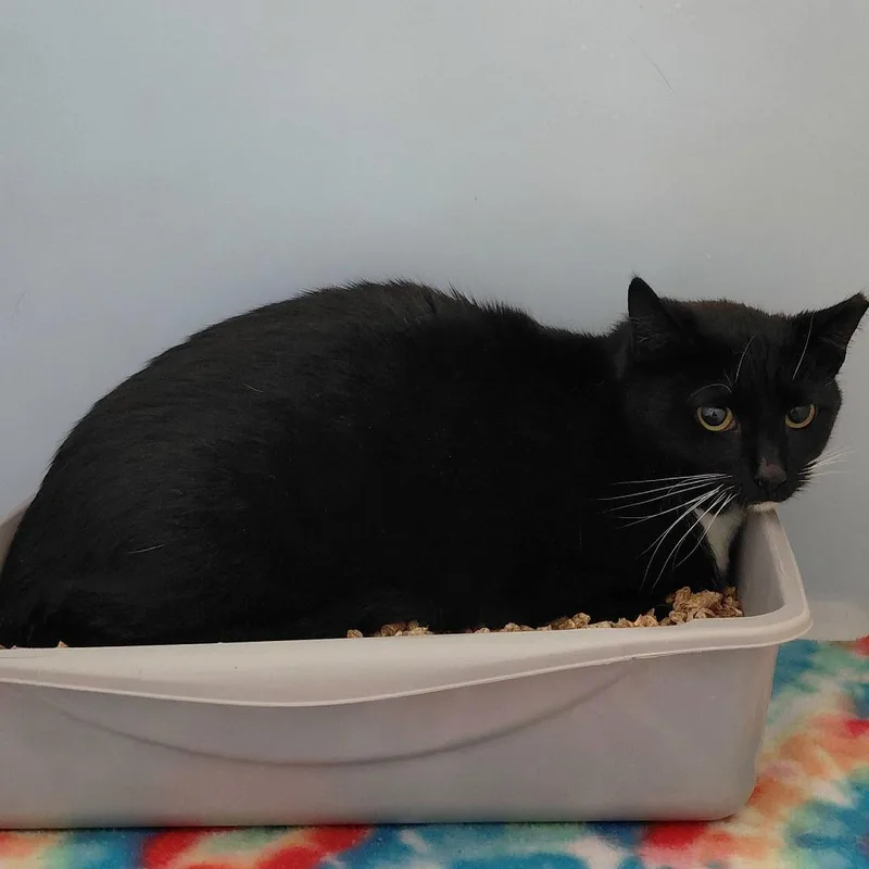 An adult medium-sized female Black Domestic Short Hair cat named Aurora for adoption in Gloucester, VA