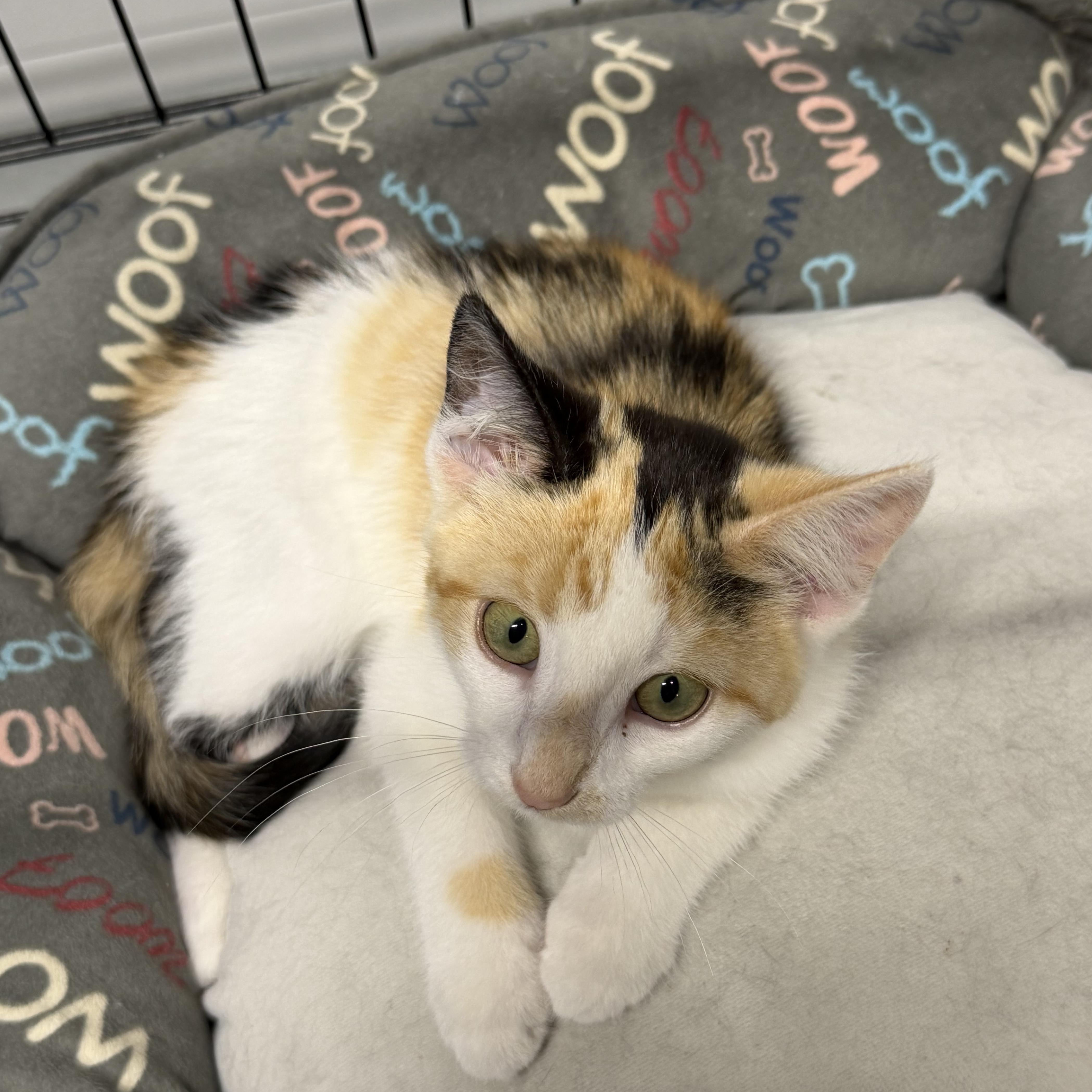 A baby small-sized female Calico Domestic Short Hair cat named Reeses for adoption in Williamsville, NY