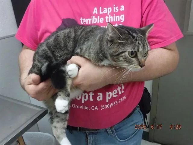 A young small-sized female Domestic Short Hair cat named Kiki for adoption in Oroville, CA