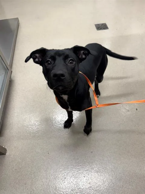 A young small-sized female Labrador Retriever dog named Maelle for adoption in Baytown, TX