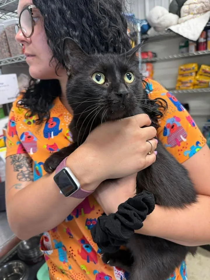 A young medium-sized female Domestic Short Hair cat named Mimi for adoption in Greensburg, IN