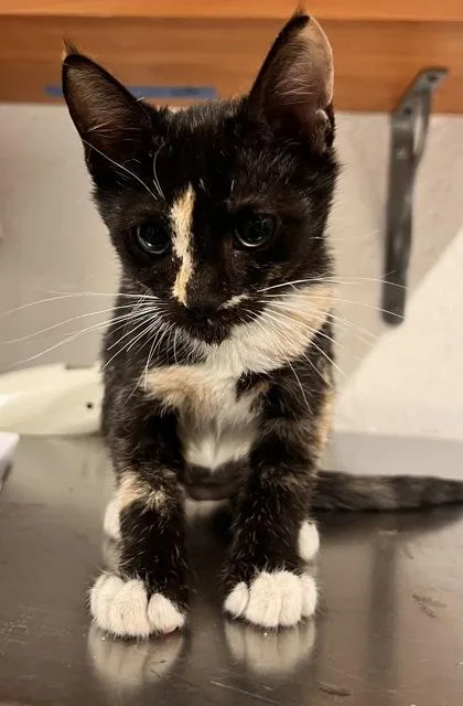 A baby small-sized female Domestic Short Hair cat named Mayhem for adoption in Largo, FL