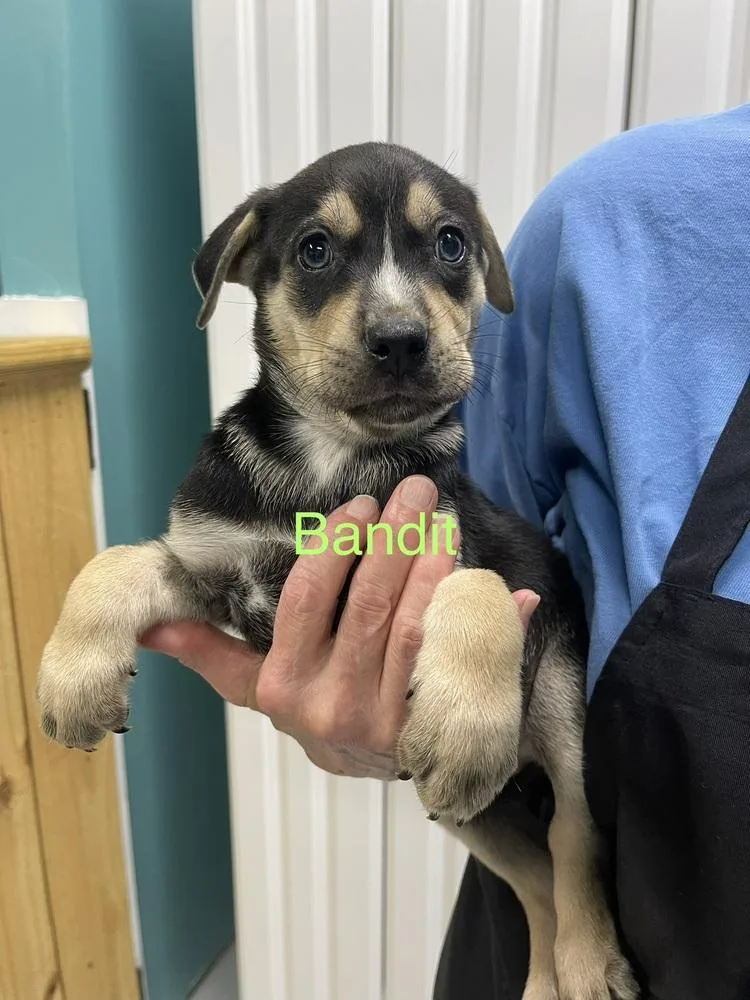 Bandit thumbnail 2