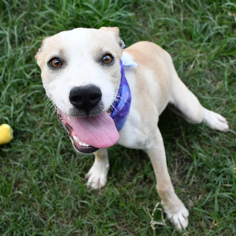 A young small-sized female White / Cream Pit Bull Terrier dog named Flan for adoption in Beaumont, TX