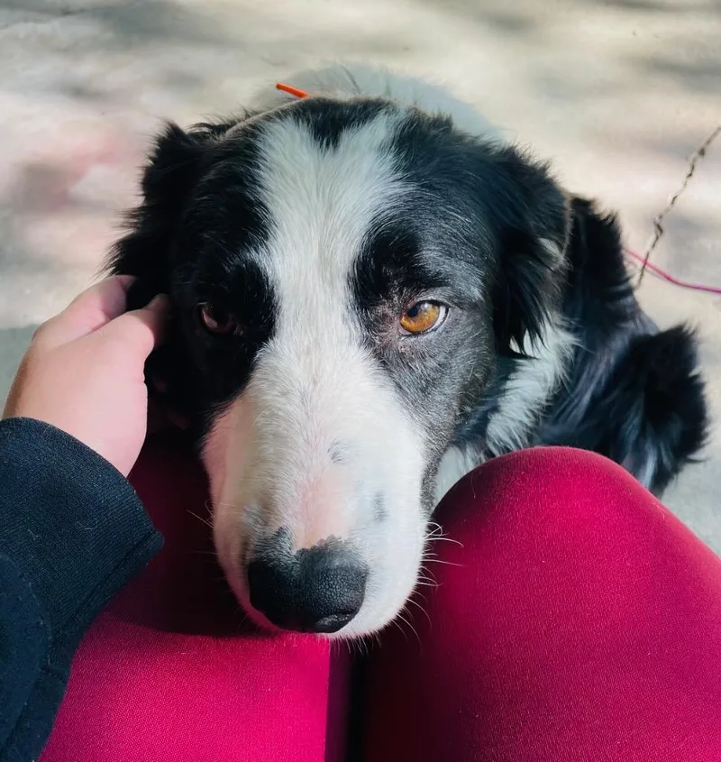 Mr. Pickles thumbnail 2