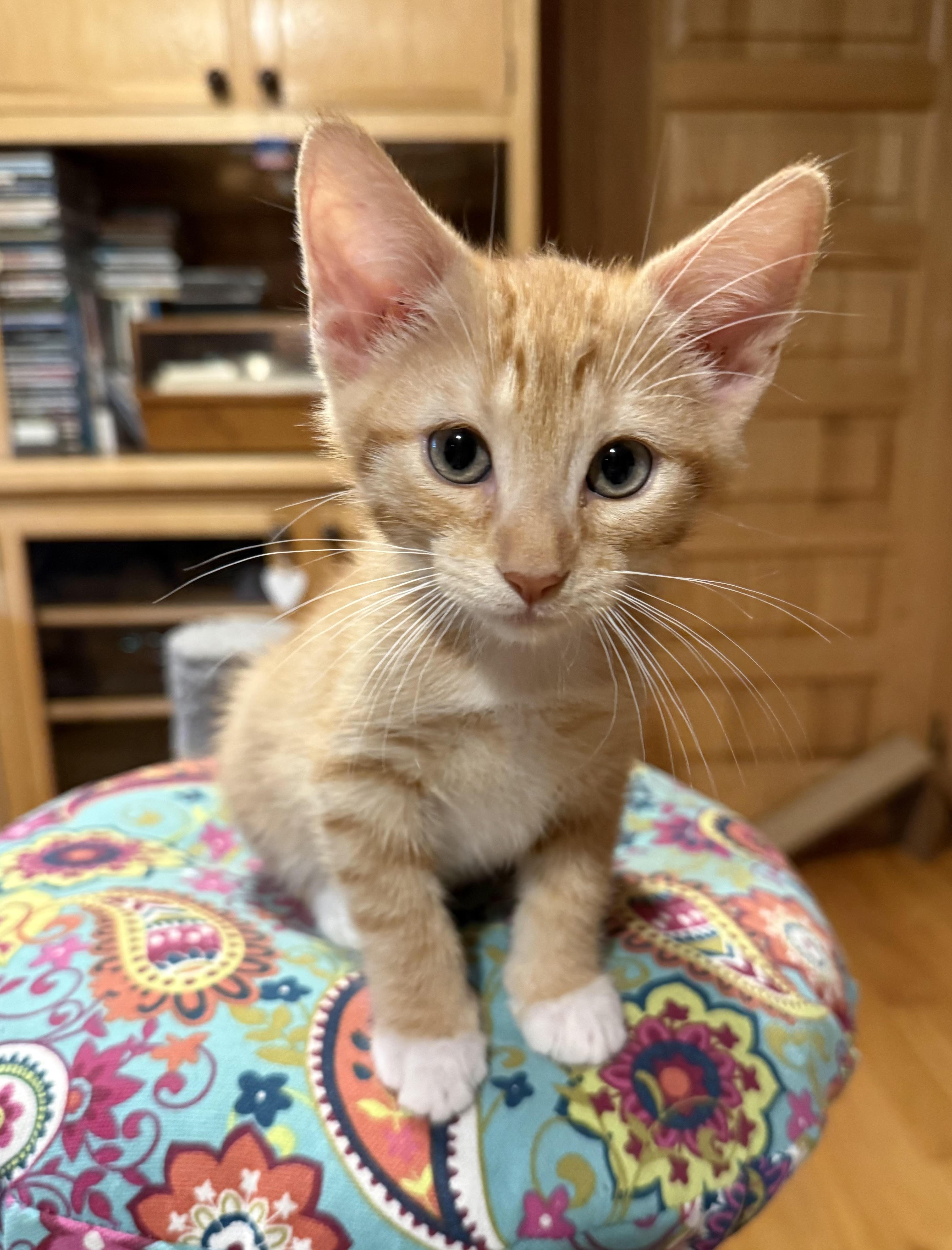 A baby small-sized male Orange / Red Domestic Short Hair cat named Crocus for adoption in Buena Vista, VA