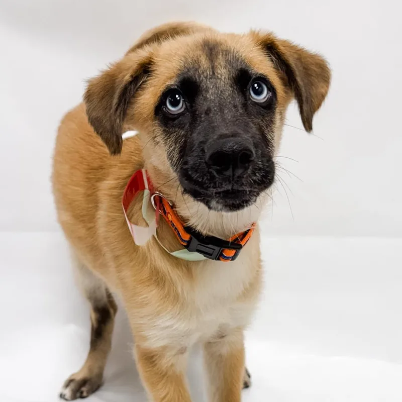 A baby small-sized female Shepherd dog named Ash for adoption in Parker, CO