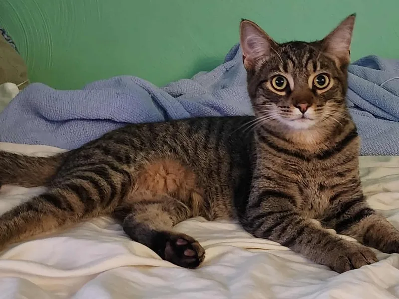 A baby small-sized male Tabby (Brown / Chocolate) Domestic Short Hair cat named Archie for adoption in West Mifflin, PA