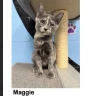 A baby small-sized female Domestic Short Hair cat named Maggie for adoption in Tallahassee, FL