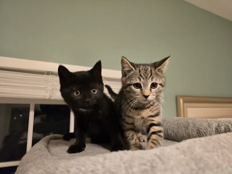 A baby medium-sized female Domestic Short Hair cat named Sabrina & Samantha Best for adoption in Woodbridge, NJ