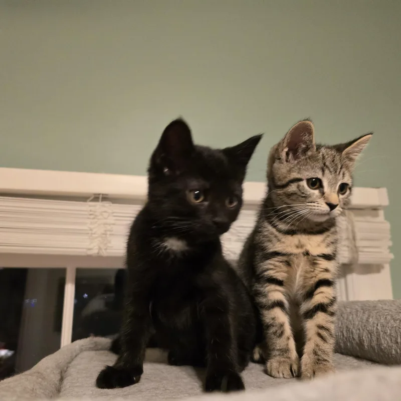 Sabrina & Samantha Best thumbnail 2