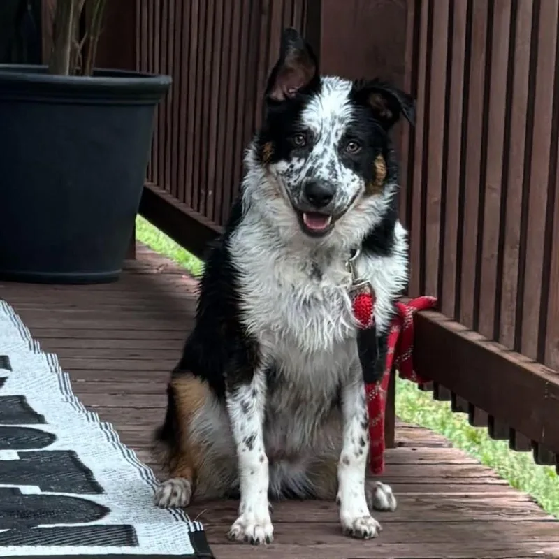 Odie thumbnail 3