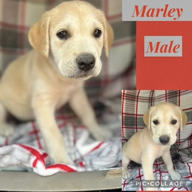 A baby medium-sized male Labrador Retriever dog named Marley for adoption in Manchester, CT