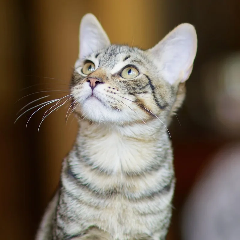 A young medium-sized male Domestic Short Hair cat named Vincent for adoption in Sonora, CA
