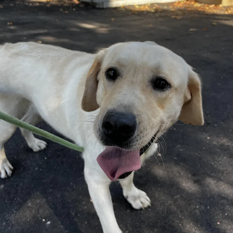An adult medium-sized male Yellow Labrador Retriever dog named Jake for adoption in House Springs, MO