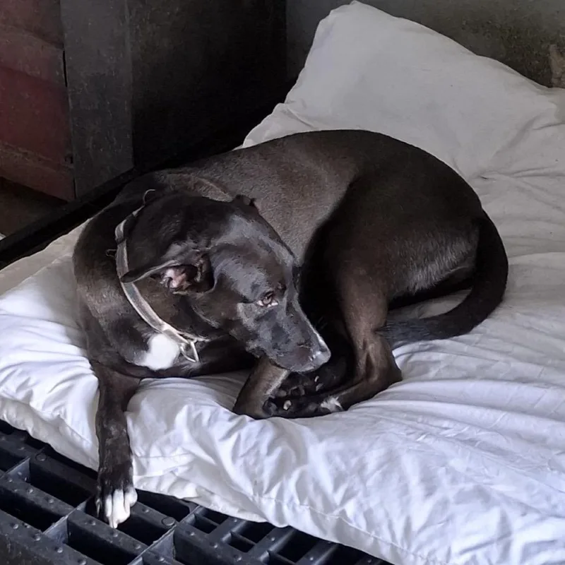 An adult medium-sized female Labrador Retriever dog named Cristina for adoption in Englewood, FL