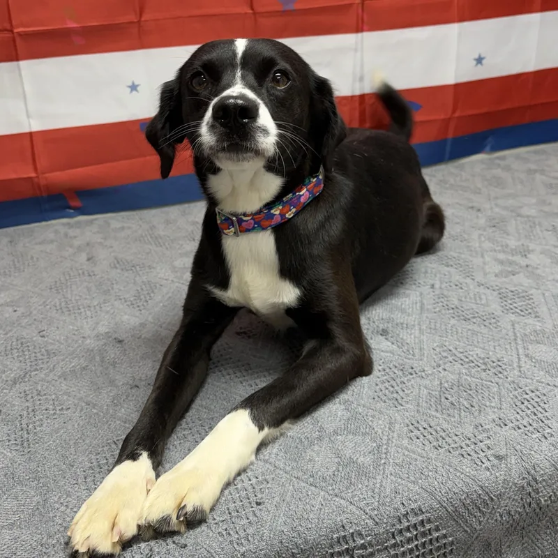An adult small-sized female Black Mixed Breed dog named Jemmie for adoption in Urbana, OH