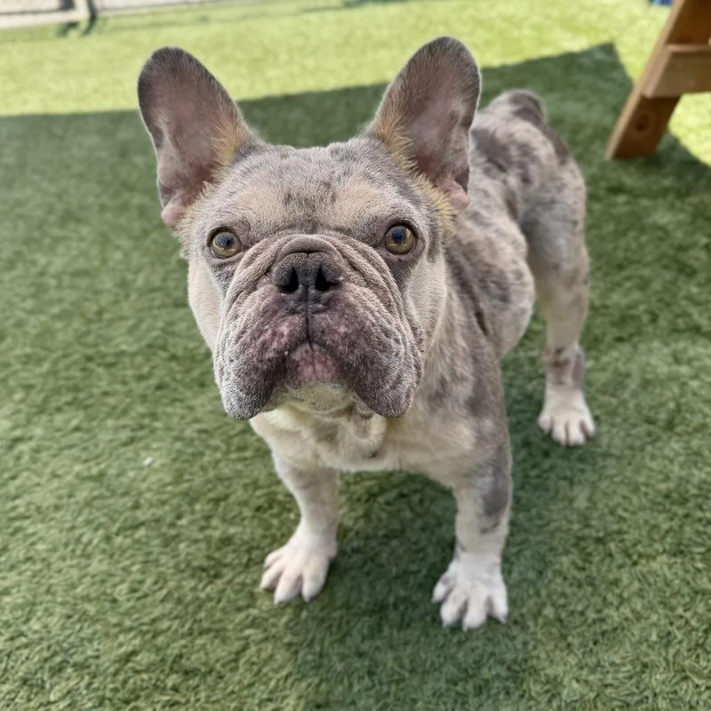 An adult medium-sized male Yellow / Tan / Blond / Fawn French Bulldog dog named Popcorn for adoption in Hawthorne, CA