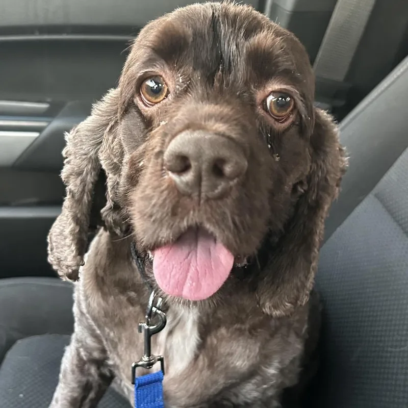 An adult medium-sized male Brown / Chocolate Clumber Spaniel dog named Jayco for adoption in Rockville, MD