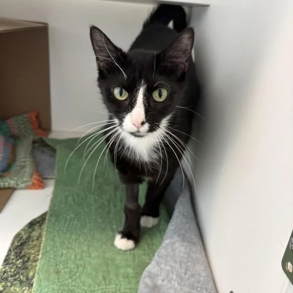 A young small-sized female Domestic Short Hair cat named Sophia for adoption in Des Moines, IA