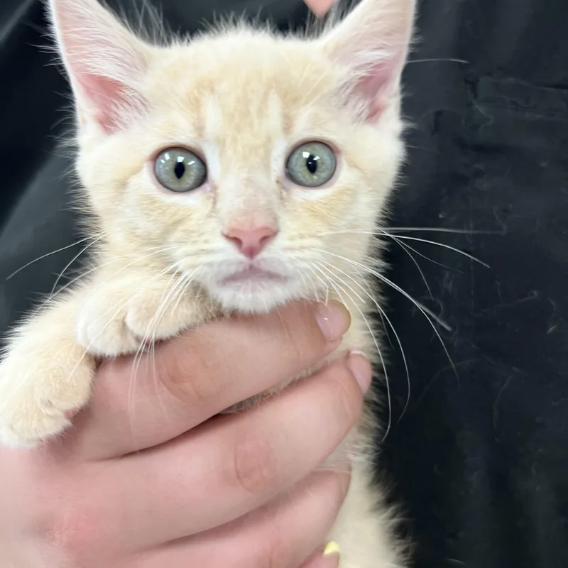 A baby medium-sized male Buff / Tan / Fawn Domestic Short Hair cat named Sandcastle for adoption in Bear, DE
