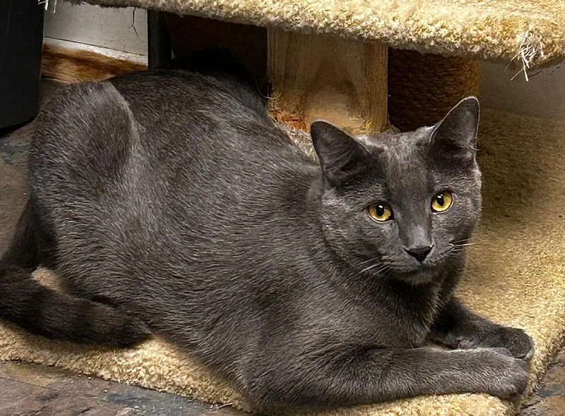 An adult large-sized male Gray / Blue / Silver Domestic Short Hair cat named Ash for adoption in Cape May, NJ