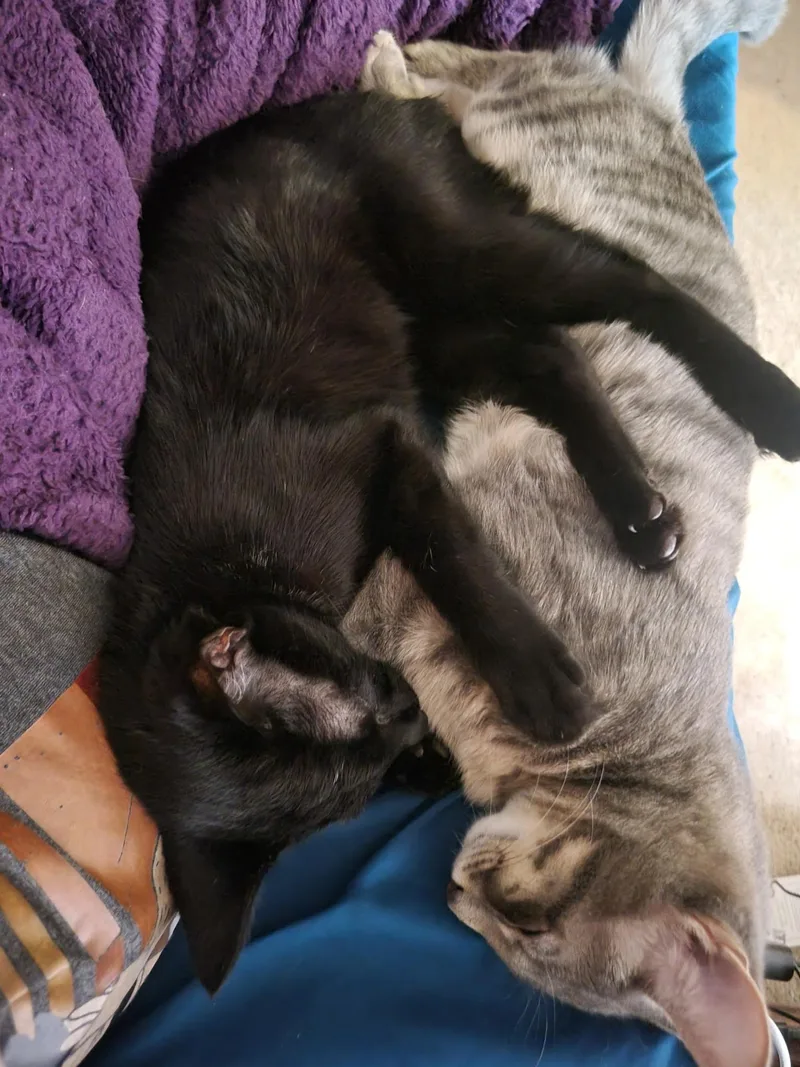 A baby medium-sized male Gray / Blue / Silver Domestic Short Hair cat named Propane for adoption in Columbia, SC