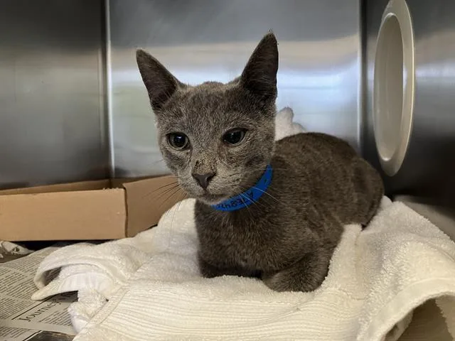 A baby medium-sized male Domestic Short Hair cat named Sammy for adoption in Long Beach, CA