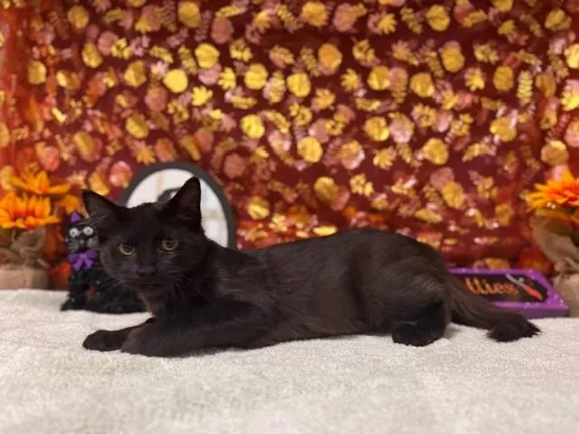 A baby medium-sized male Domestic Medium Hair cat named Amos for adoption in Fairfield, CA