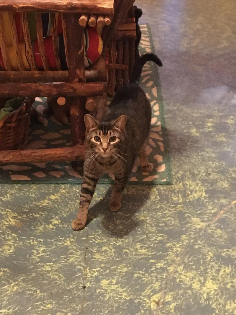 Clarissa thumbnail 2