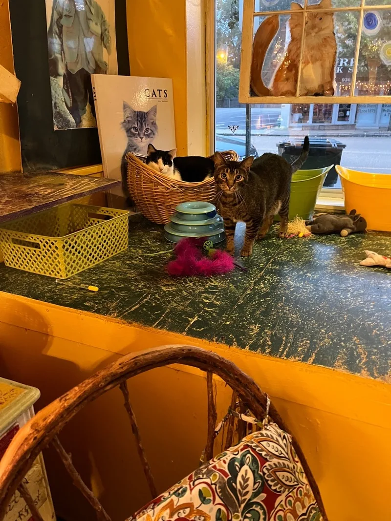 Clarissa thumbnail 3