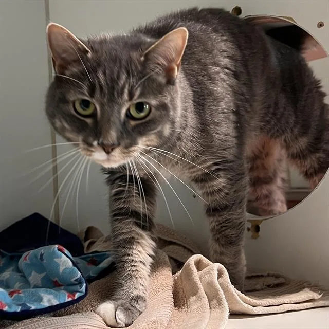 An adult medium-sized female Domestic Short Hair cat named Rocky for adoption in Methuen, MA
