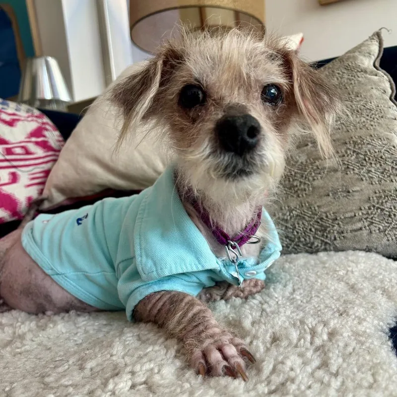 A senior small-sized female Yellow / Tan / Blond / Fawn Mixed Breed dog named Henrietta for adoption in New York, NY