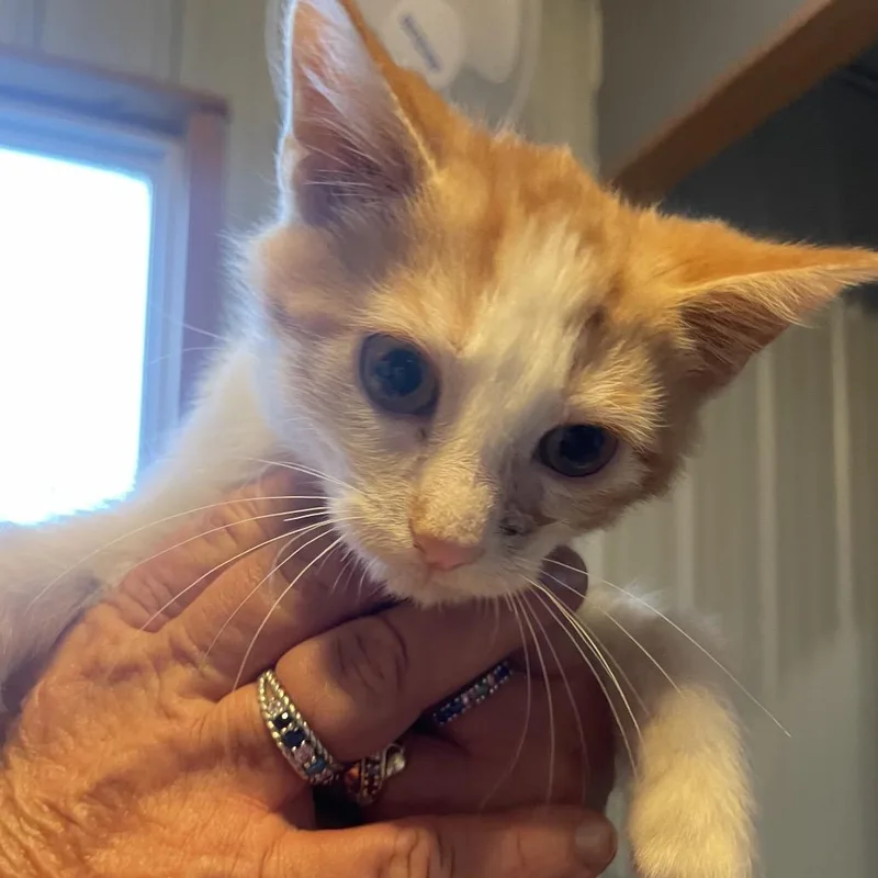 A baby small-sized male Orange / Red Domestic Short Hair cat named Guac for adoption in Marion, IL