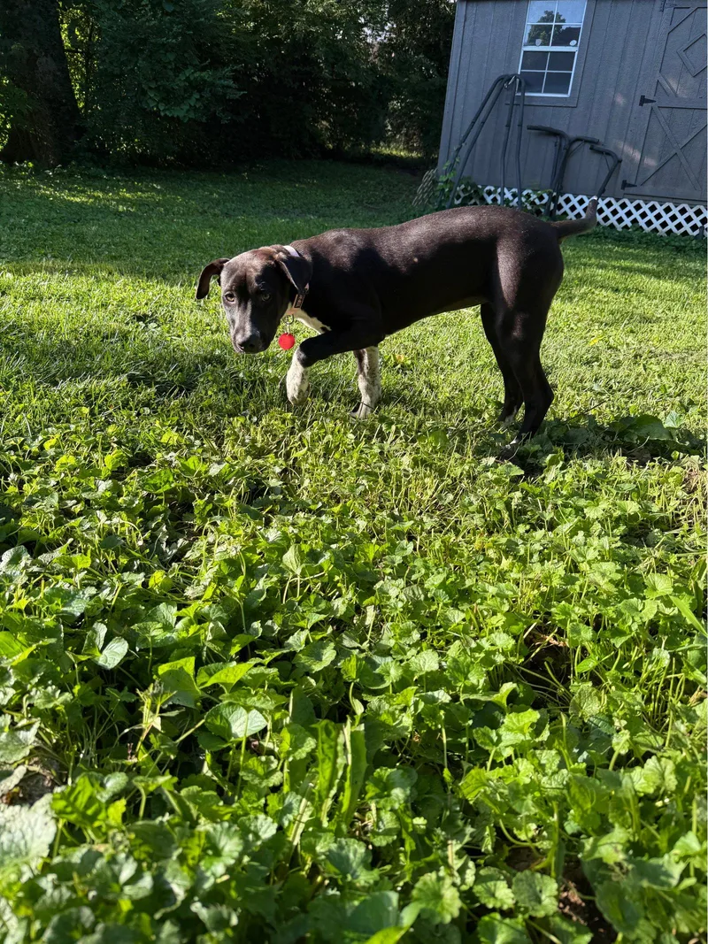 A young medium-sized female Labrador Retriever dog named Piper for adoption in Nashville, TN