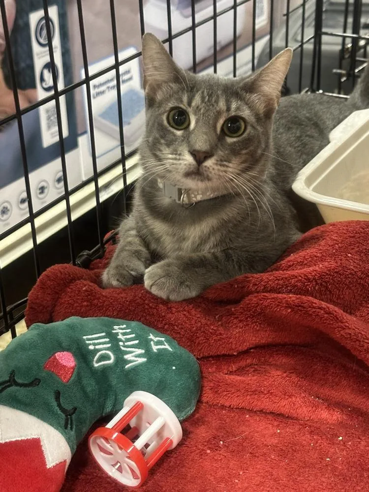 A baby medium-sized female Tabby cat named Ava for adoption in Orlando, FL