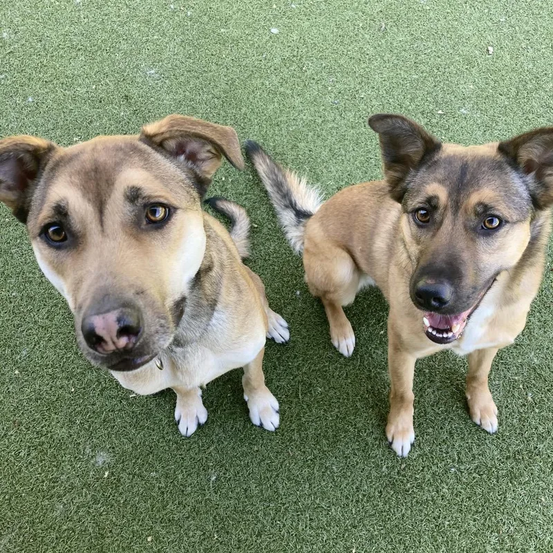 An adult medium-sized male Brown / Chocolate Mixed Breed dog named Duke for adoption in Providence, RI