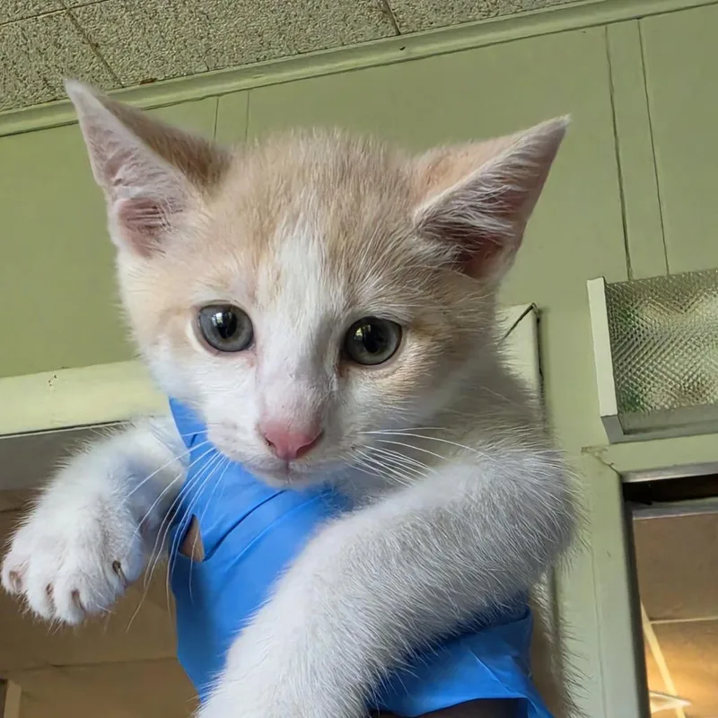 A baby small-sized male Buff / Tan / Fawn Domestic Short Hair cat named Bailey for adoption in Troy, IL
