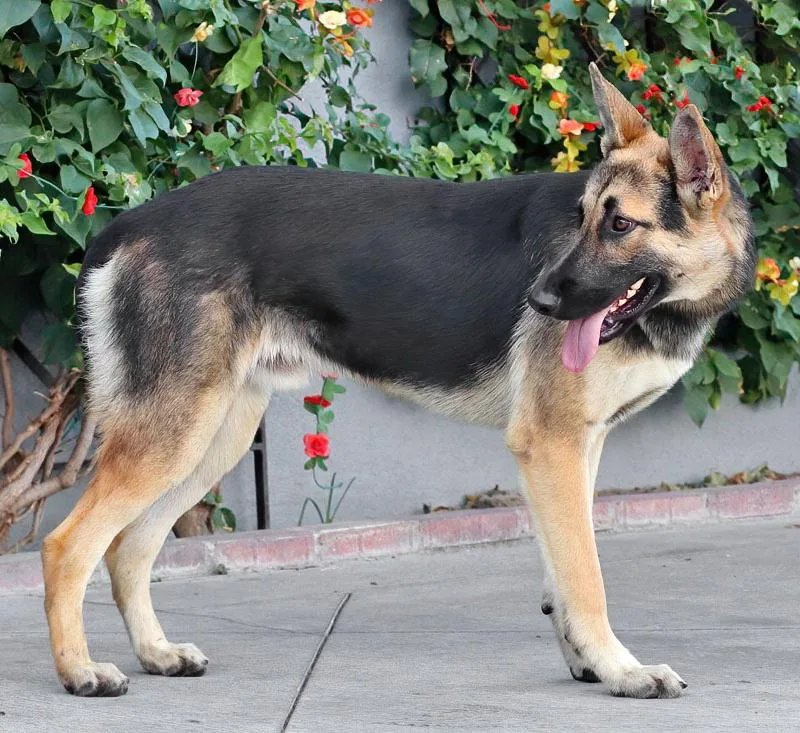 A young large-sized male Black German Shepherd Dog named Baron von Brunsbek for adoption in Los Angeles, CA