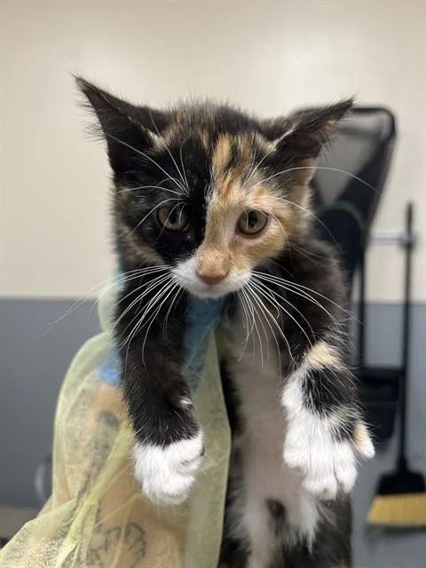 A baby small-sized female Domestic Short Hair cat named Santana for adoption in Las Vegas, NV