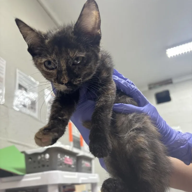 A baby small-sized female Black Domestic Long Hair cat named Chevy for adoption in Clanton, AL