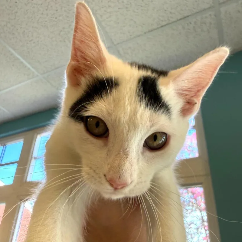 A baby small-sized male White Domestic Short Hair cat named Dice for adoption in Morrisville, VT