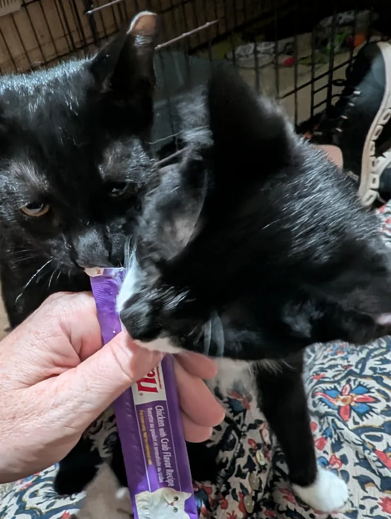 A baby small-sized male Black Domestic Short Hair cat named Spruce for adoption in Ridgewood, NY