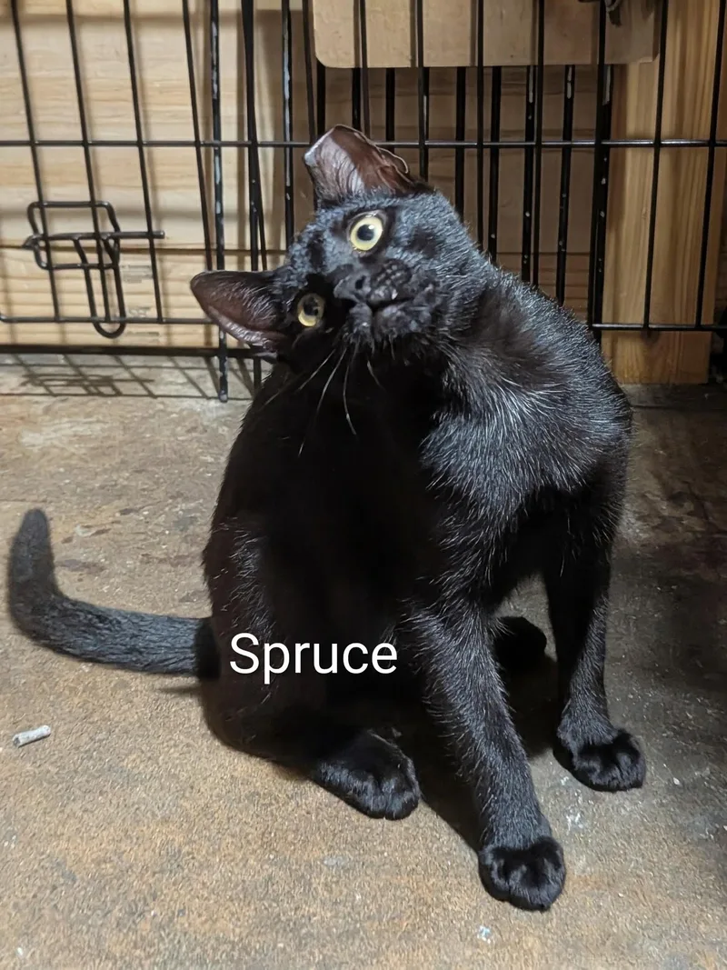 Spruce thumbnail 3