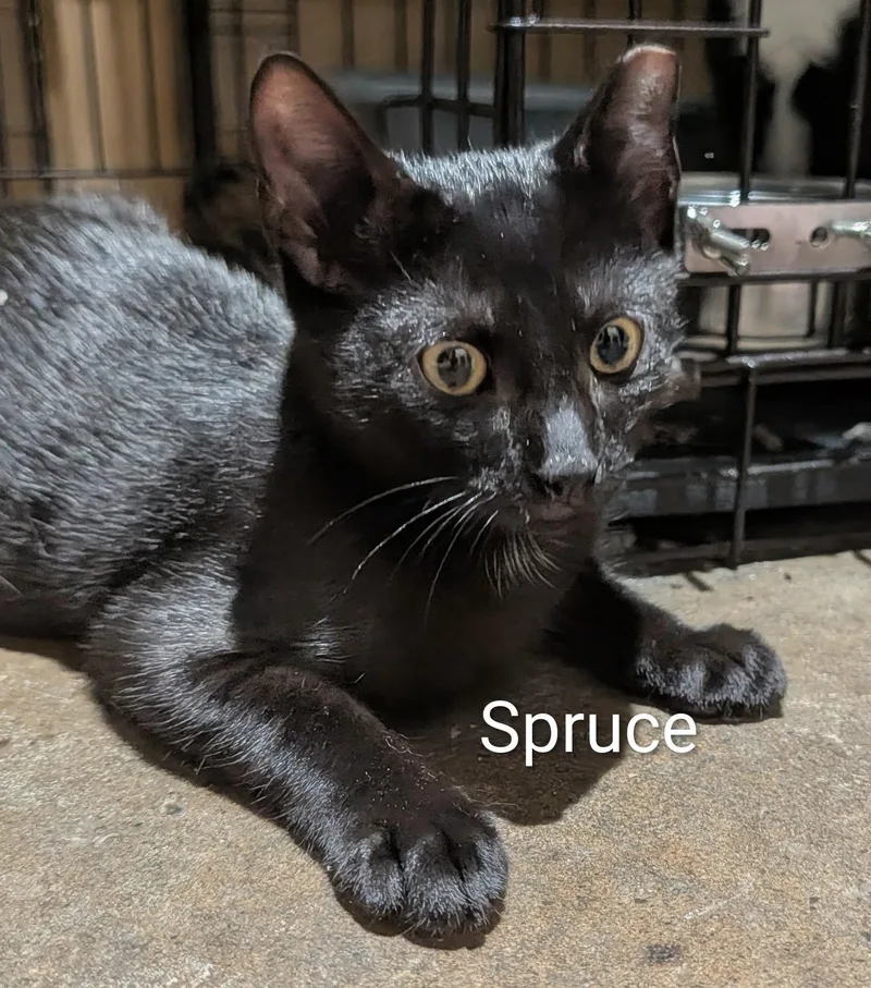 Spruce thumbnail 4