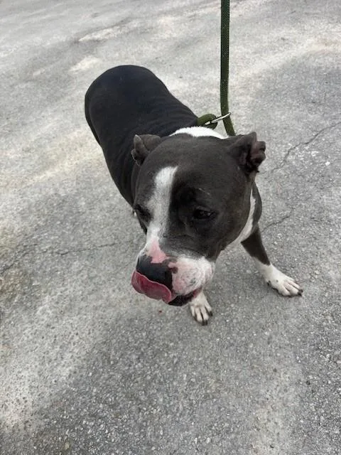An adult large-sized female Pit Bull Terrier dog named Emma for adoption in Miami, FL