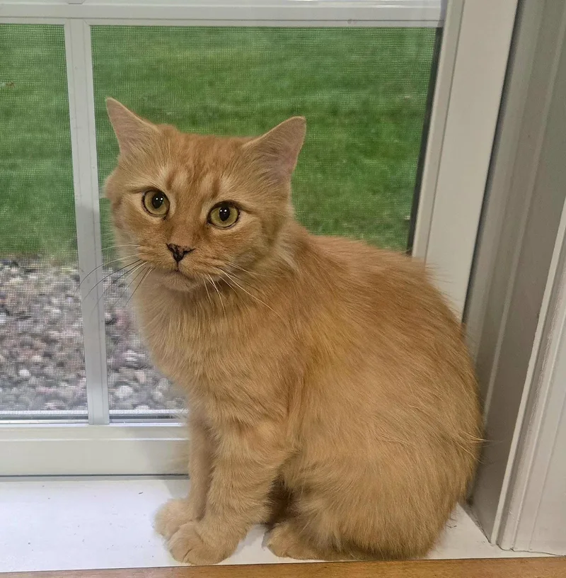 A baby medium-sized female Orange / Red Domestic Medium Hair cat named Auggie for adoption in Boiling Springs, PA